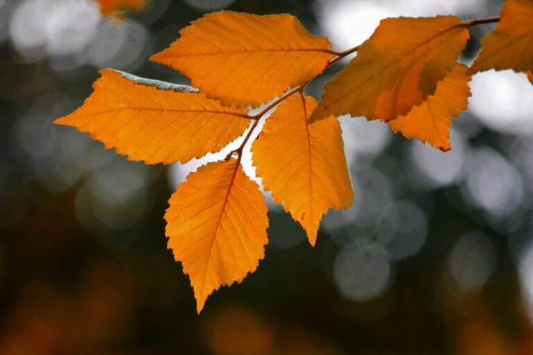 leaves, 4k wallpaper, free wallpaper-8336237.jpg